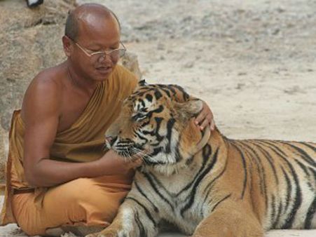 વિવાદો વચ્ચે પણ લોકપ્રિય છે આ ટાઇગર ટેમ્પલ