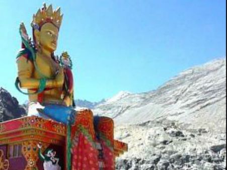  પીળા જંગલી ગુલાબો જોવા મળે