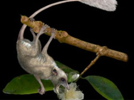 ..તો માનવના પૂર્વજો ક્યારેક ઉંદર કરતા પણ હતા નાના