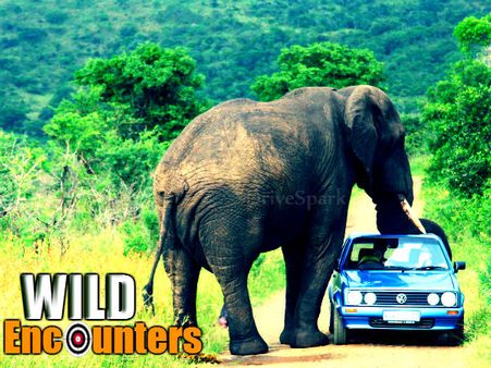 ...અને જંગલી જાનવરોએ કર્યો કાર્સ પર હુમલો