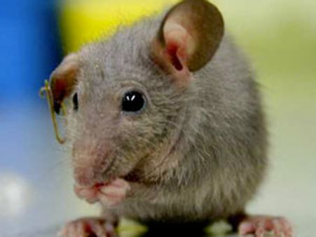 ઉંદરોમાં હોય છે યાદશક્તિ વધારવાના અણુ