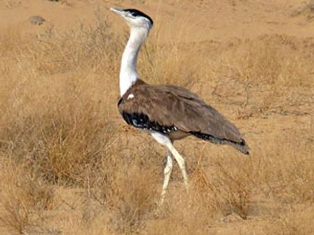 ગુજરાતમાં જોવા મળતી આ દુર્લભ પ્રજાતિ પર નજર રાખશે ઉપગ્રહ