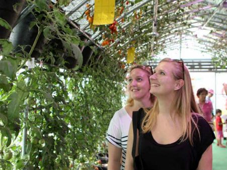 ટોમેટાની ખેતી