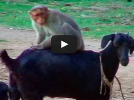 આ વાંદરૂ તમને હસાવી હસાવીને લોટપોટ કરી નાખશે!