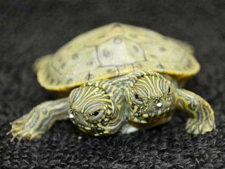 કાચબો કાચબો