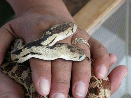 બે માથાવાળો સાંપ બે માથાવાળો સાંપ