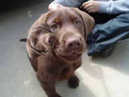 બે માથાવાળા બે માથાવાળા