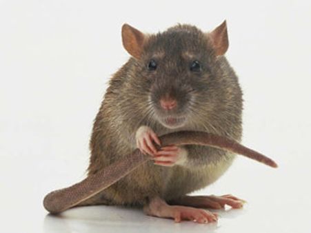 લોહીની એક બુંદમાંથી બનાવ્યો ઉંદરનો ક્લોન