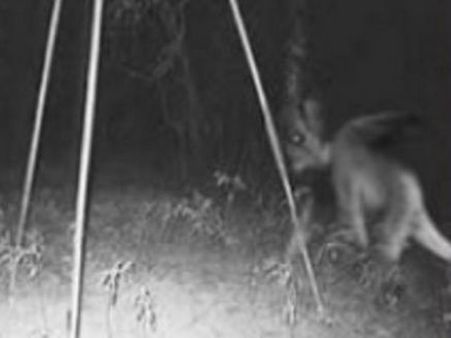 જેર્સી ડેવિલ