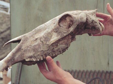 વ્યવસ્થિત રીતે કરાયા સંરક્ષિત