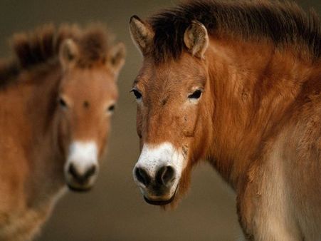 હાડકાં તોડીને ઘોડાના ડીએનએ મેળવ્યા