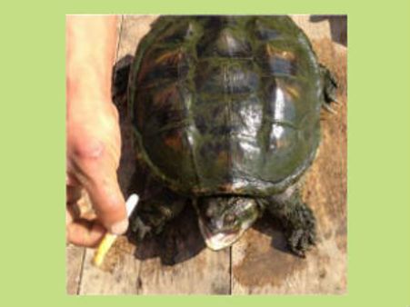 આ શું, કાચબો બન્યો સ્મોકર, પીવે છે 10 સિગારેટ!!!