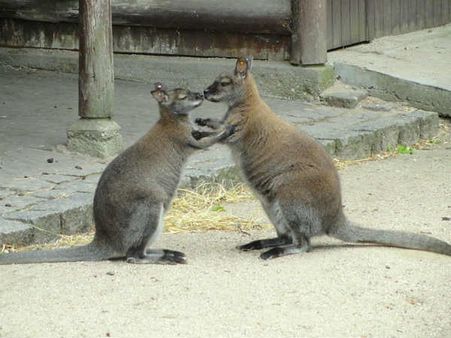 કાંગારુ 