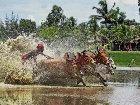 10 દક્ષિણ 24 પરગણા - બળદ દૌડ