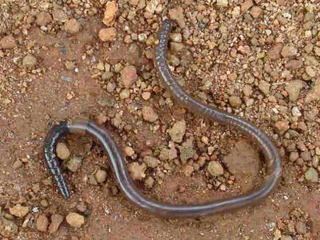 અળસિયું દેખાય તો સાવધાન