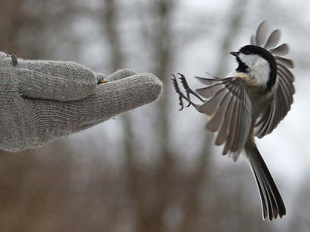 મોજા પહેરવા
