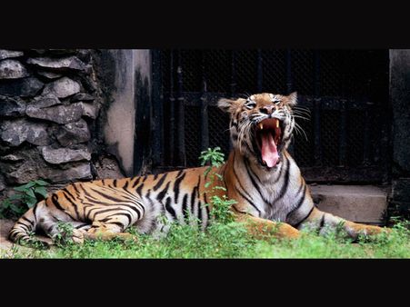 રોયલ બંગાળ ટાઇગર