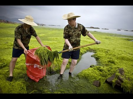 ચીનના આ સમુદ્રને ભરખી જશે આ લીલોત્રો રાક્ષસ