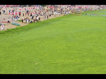 ચીનના આ સમુદ્રને ભરખી જશે આ લીલોત્રો રાક્ષસ