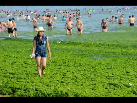 ચીનના આ સમુદ્રને ભરખી જશે આ લીલોત્રો રાક્ષસ