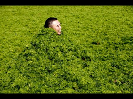 ચીનના આ સમુદ્રને ભરખી જશે આ લીલોત્રો રાક્ષસ