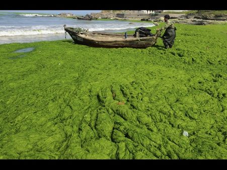 ચીનના આ સમુદ્રને ભરખી જશે આ લીલોત્રો રાક્ષસ