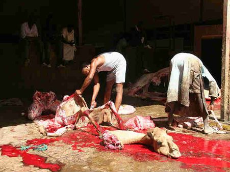 ઉંટ- ખાડી દેશ