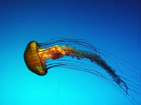 જેલી ફિશ- જાપાન