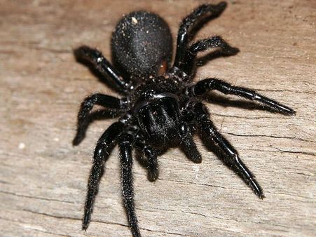 કરોળિયો- કંબોડિયા