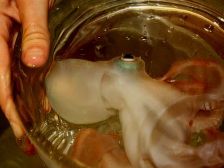 જીવીત ઓક્ટોપસ- કોરિયા