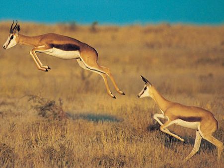 સ્પ્રિંગબોક