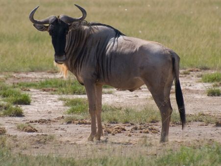 વિલ્ડિબીસ્ટ