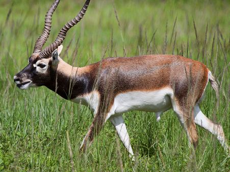 બ્લેકબક