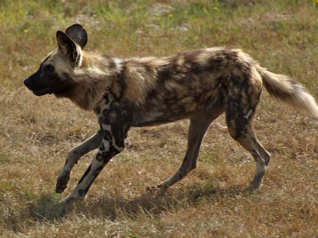 આફ્રિકન વાઇલ્ડ ડોગ