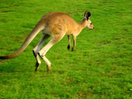 કાંગારુ