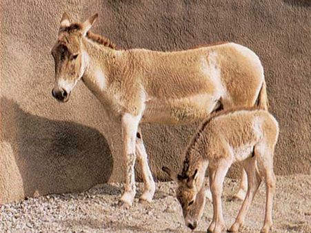 જંગલી ગધેડું