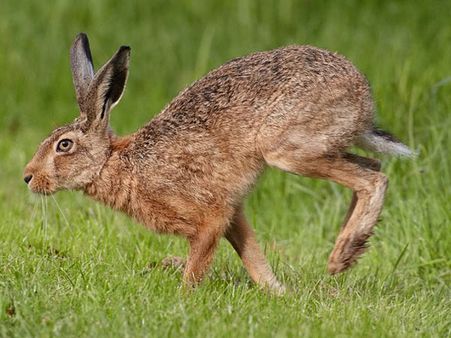 ઘઉંવર્ણું સસલું