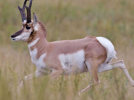 એનિમલ વર્લ્ડમાં આમને કહેવાય છે ઝડપના બાદશાહ