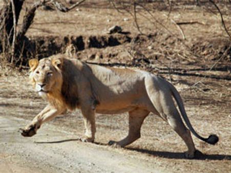 ગીર બાદ ભાવનગર બની શકે છે સાવજોનું બીજું ઘર