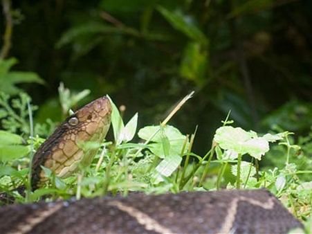 અહી સાપોની સંખ્યા ચાર લાખની આસપાસ