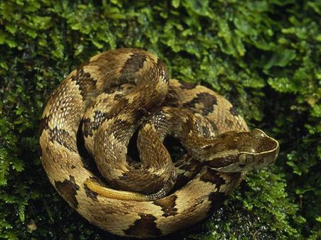 સાપની એવરેજ લંબાઇ 30 ઇંચ