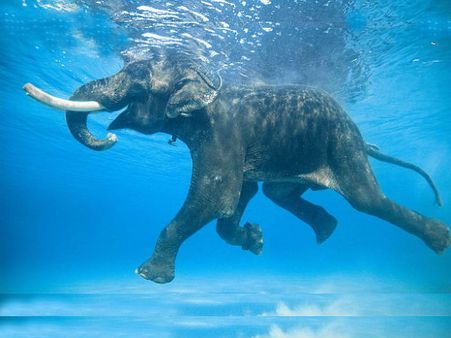 આ છે દરિયામાં તરી શકતો વિશ્વનો એકમાત્ર હાથી રાજન