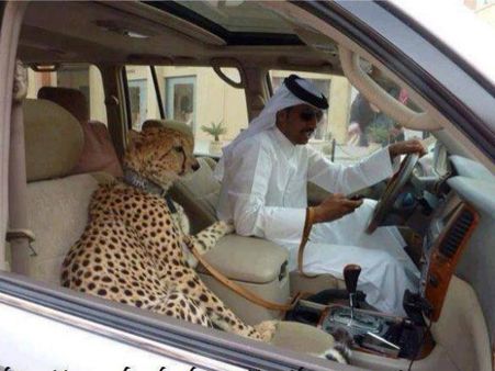 હસવાં માટે મજબૂર કરી મુકે તેવી ઓટો વિશ્વની રમૂજી તસવીરો