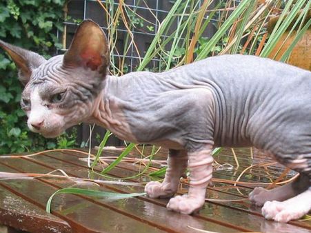 સ્ફિનિક્સ કેટ