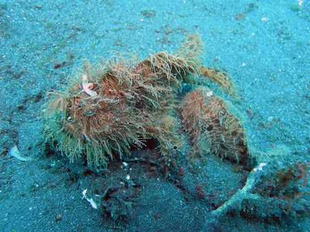 હેઇરી ફ્રોગફિશ