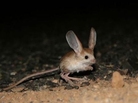 લાંબા કાન ઘરાવતું ઉંદર