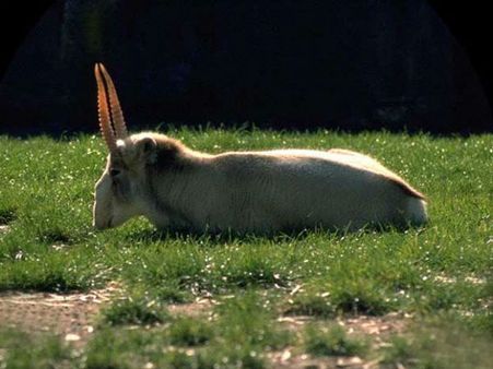 સાઇગા કાળિયાર