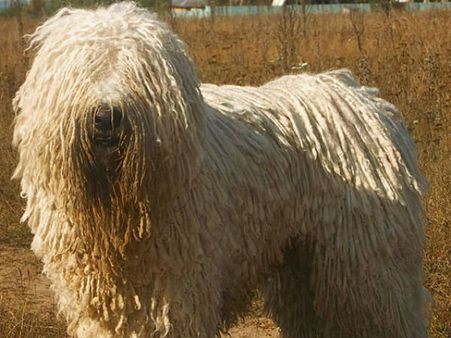 કોમોન્ડોર