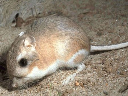  કાંગારૂ રેટ