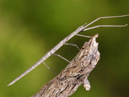 વોકિંગ સ્ટિક